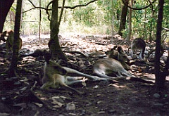 2001 - Australie B (33)